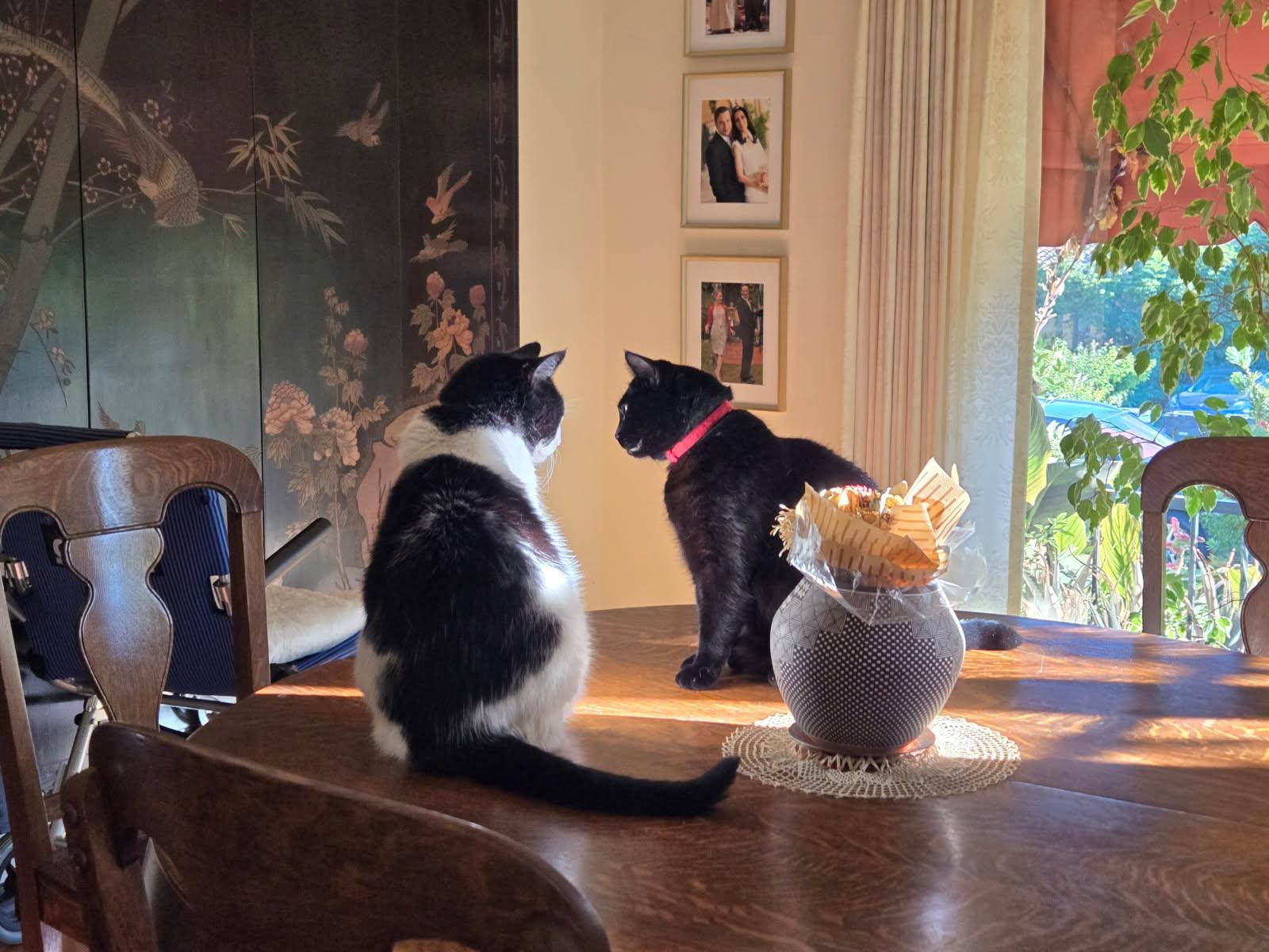 Enlarge Harold (ADOPTED!), a Adopted Domestic Short Hair in Monrovia, CA image 2/3