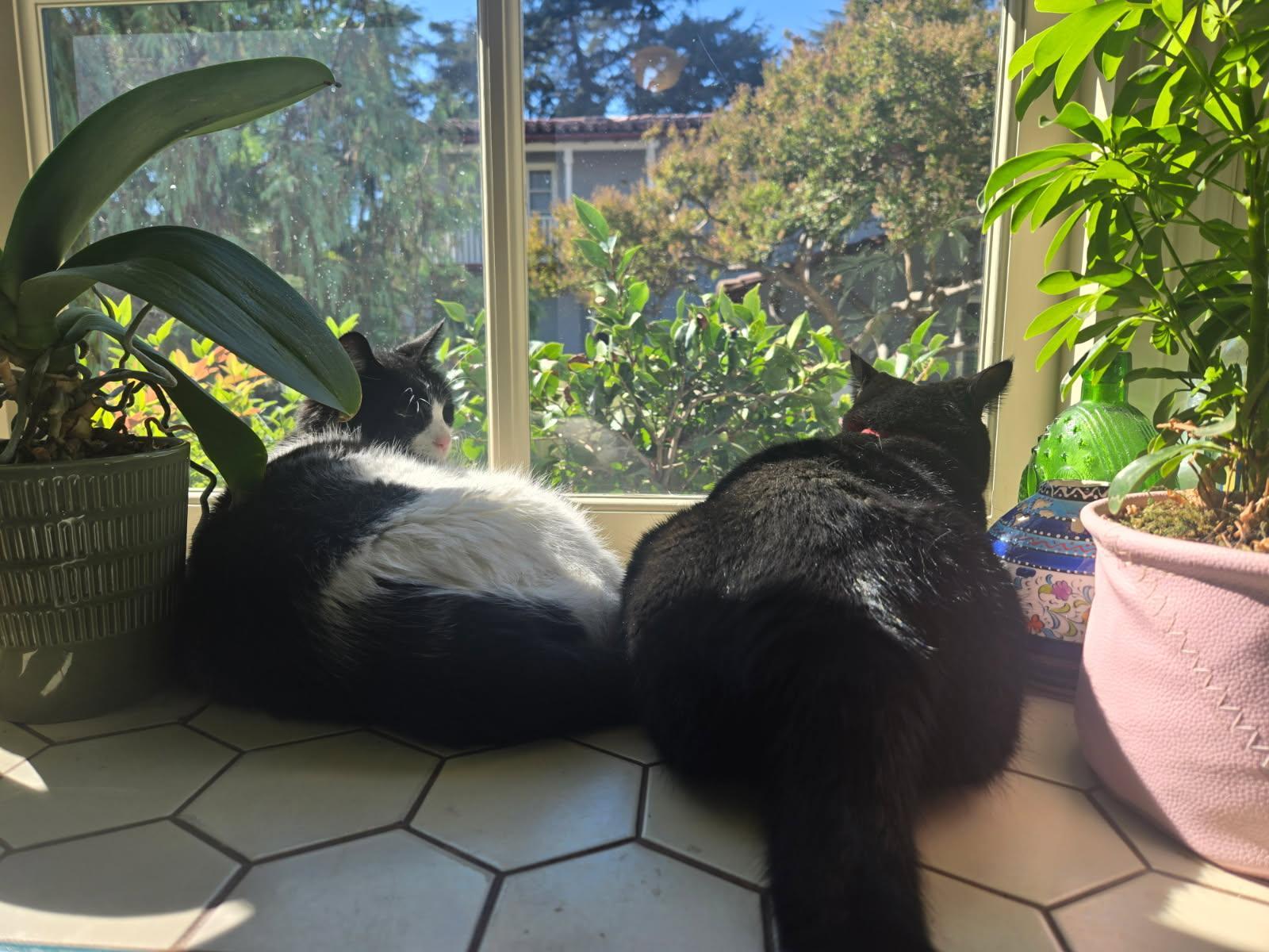 Enlarge Harold (ADOPTED!), a Adopted Domestic Short Hair in Monrovia, CA image 3/3