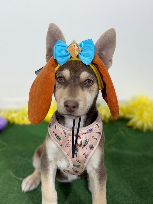 Cece-One of our Amazing Rescue Dogs, a Adoptable mixed breed in Carson City, CA image 1/2