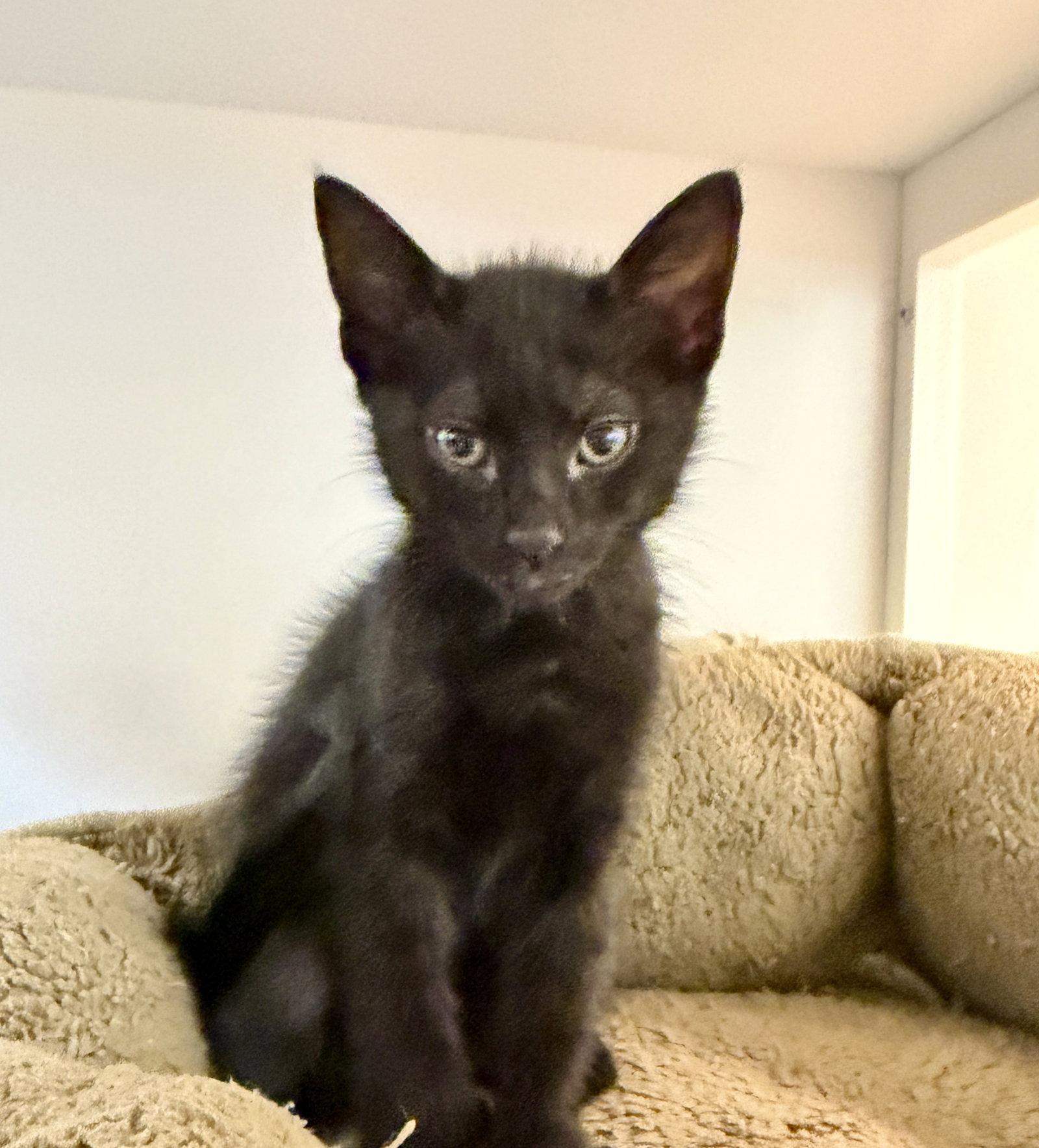 Gobi (bonded with Kodiak), Adopted, Kitten Male Domestic Short Hair.