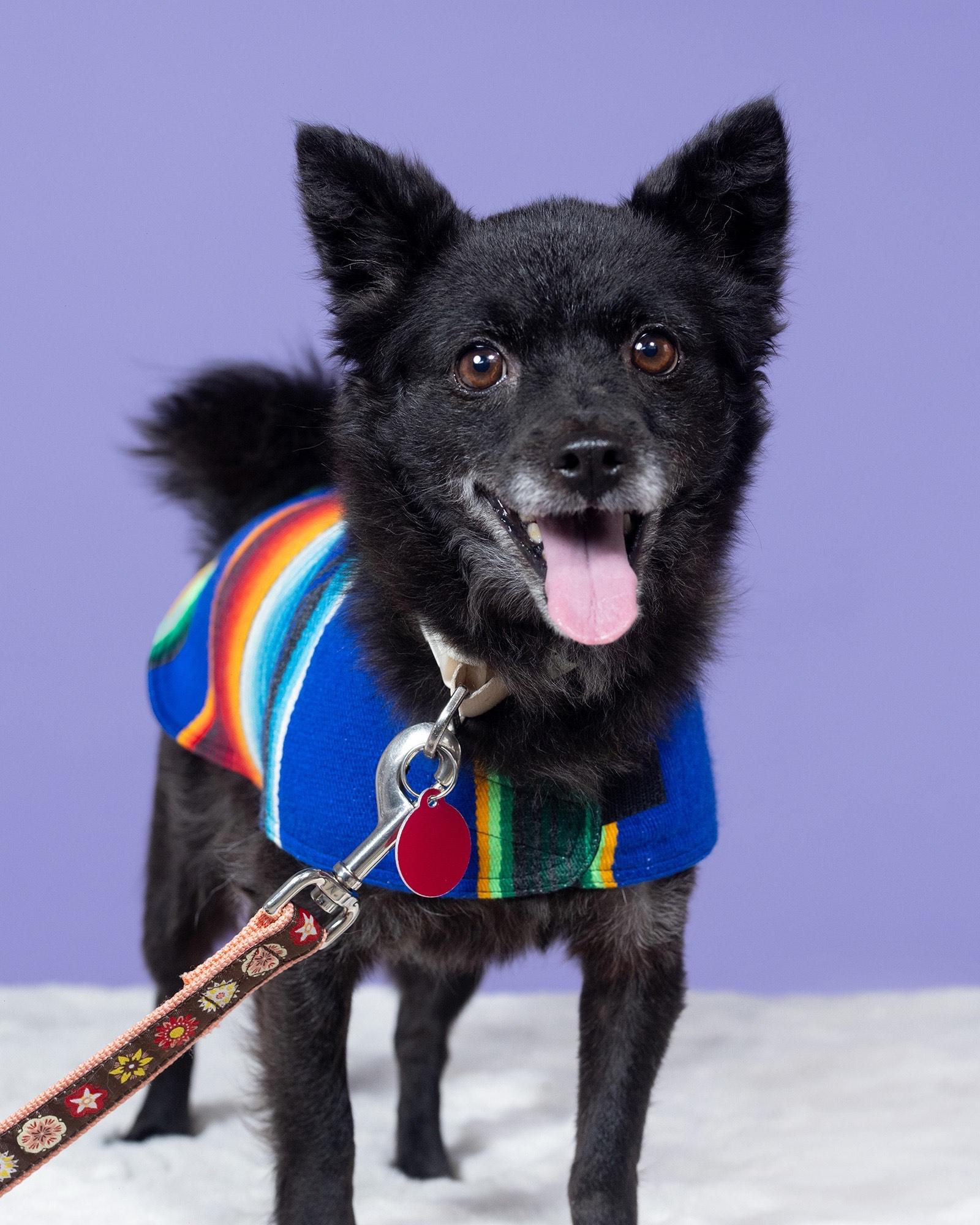 Enlarge Enchilada aka Lada, a Adoptable mixed breed in los angeles, CA image 2/6