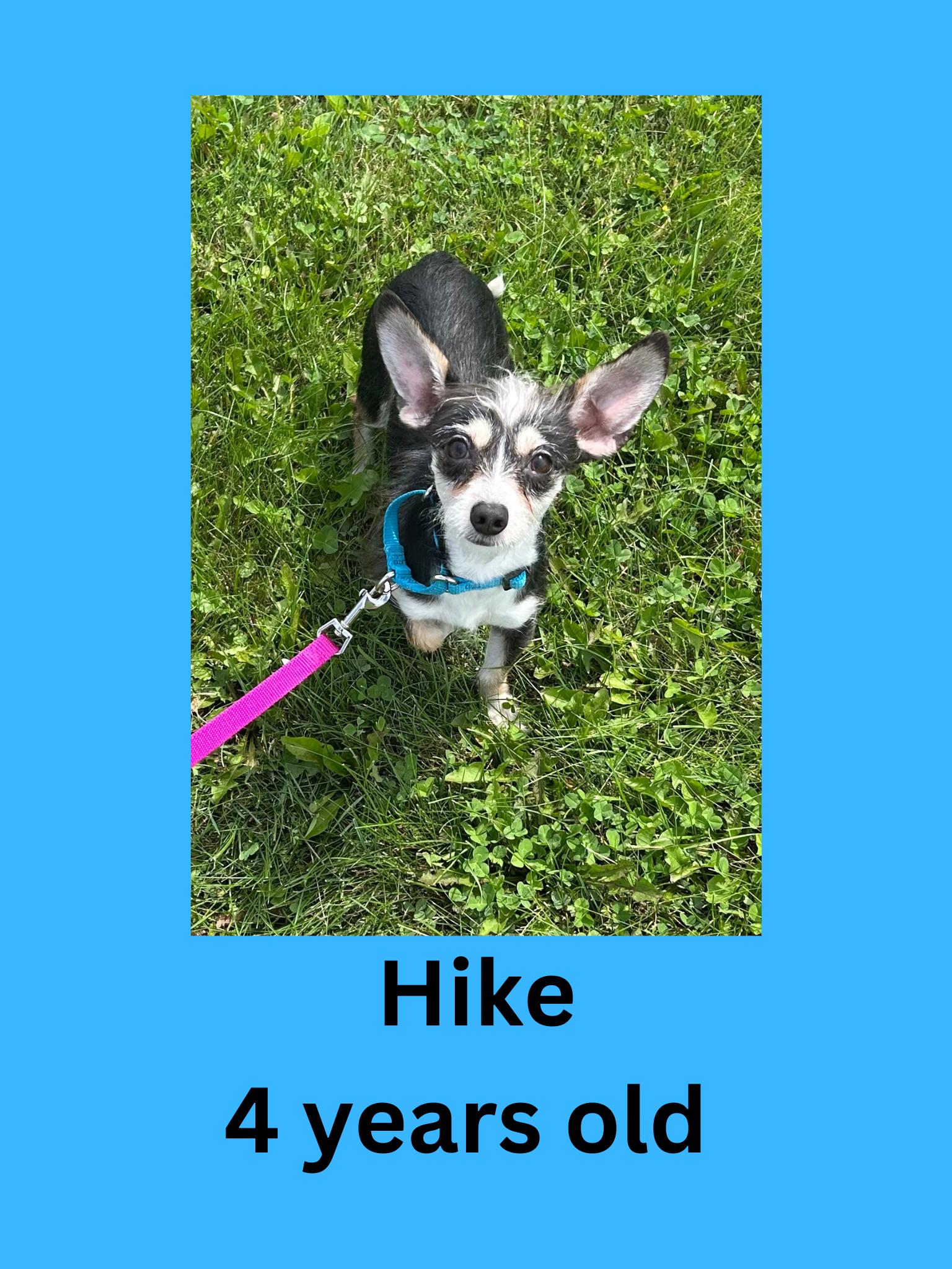 Enlarge Hike, an adopted mixed breed in Ravenna, OH image 1/1