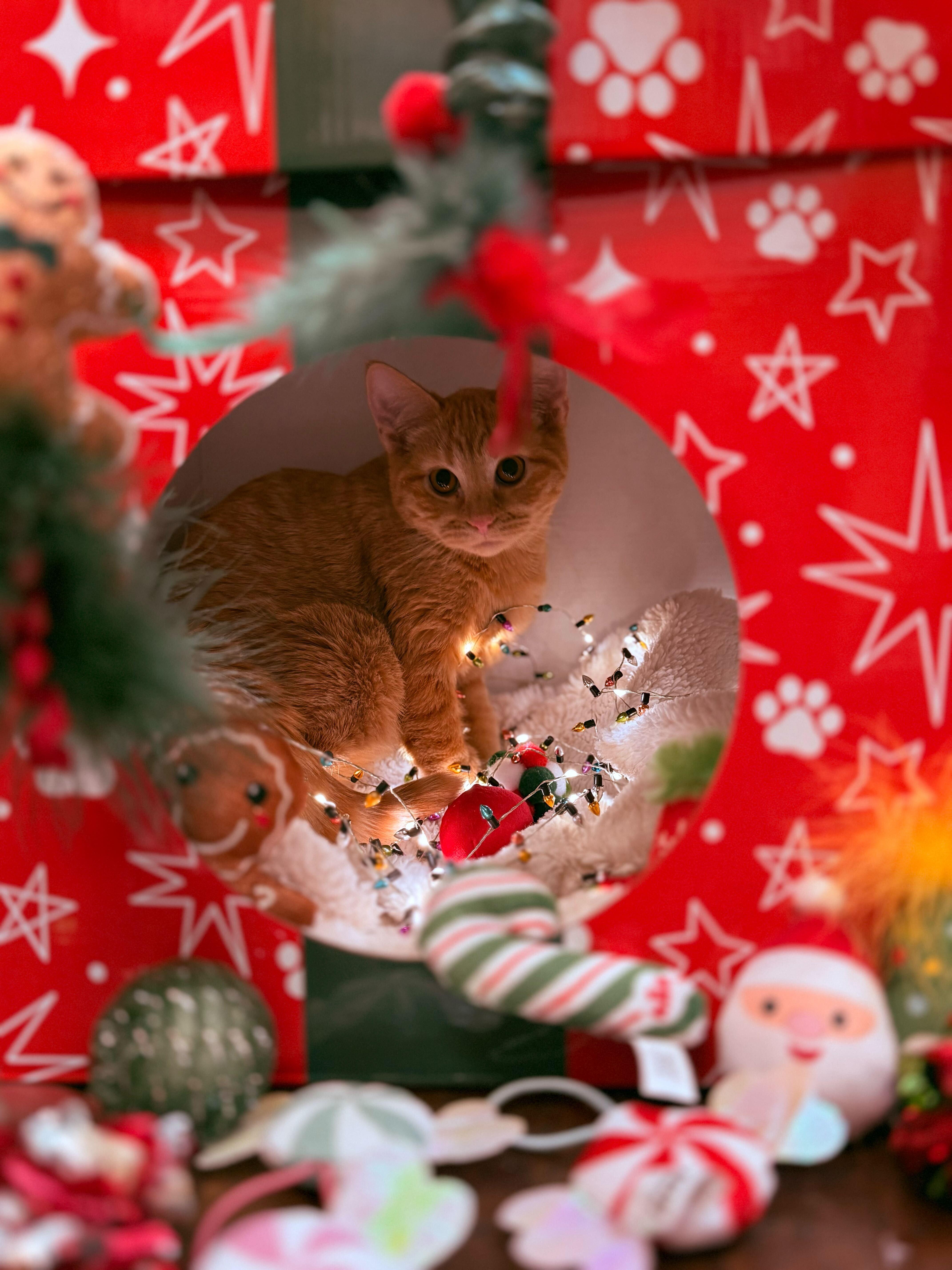 Reba, Adoptable, Kitten Female Domestic Short Hair.