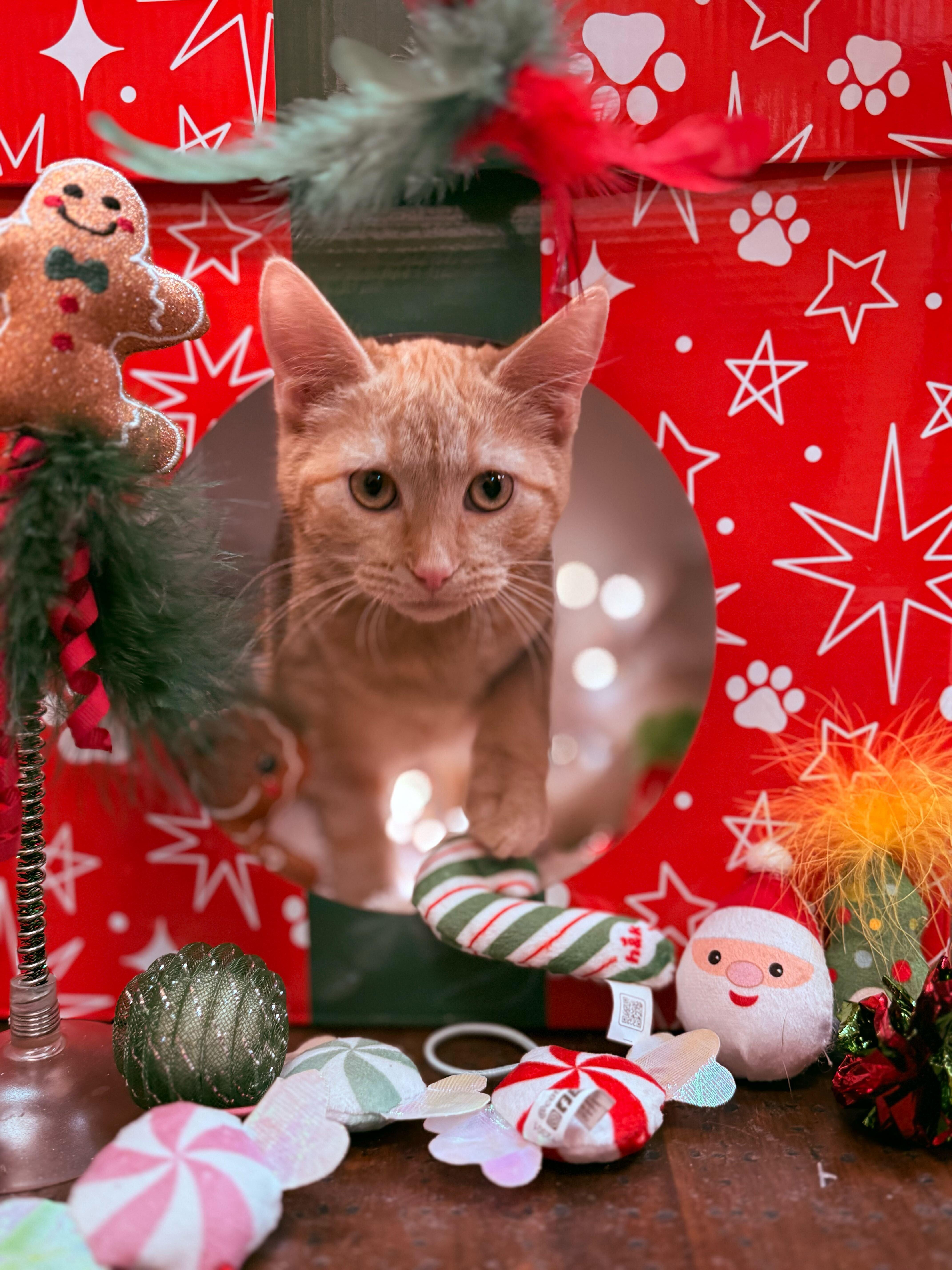 Enlarge Reba, a Adoptable Domestic Short Hair in Ogden, UT image 2/2