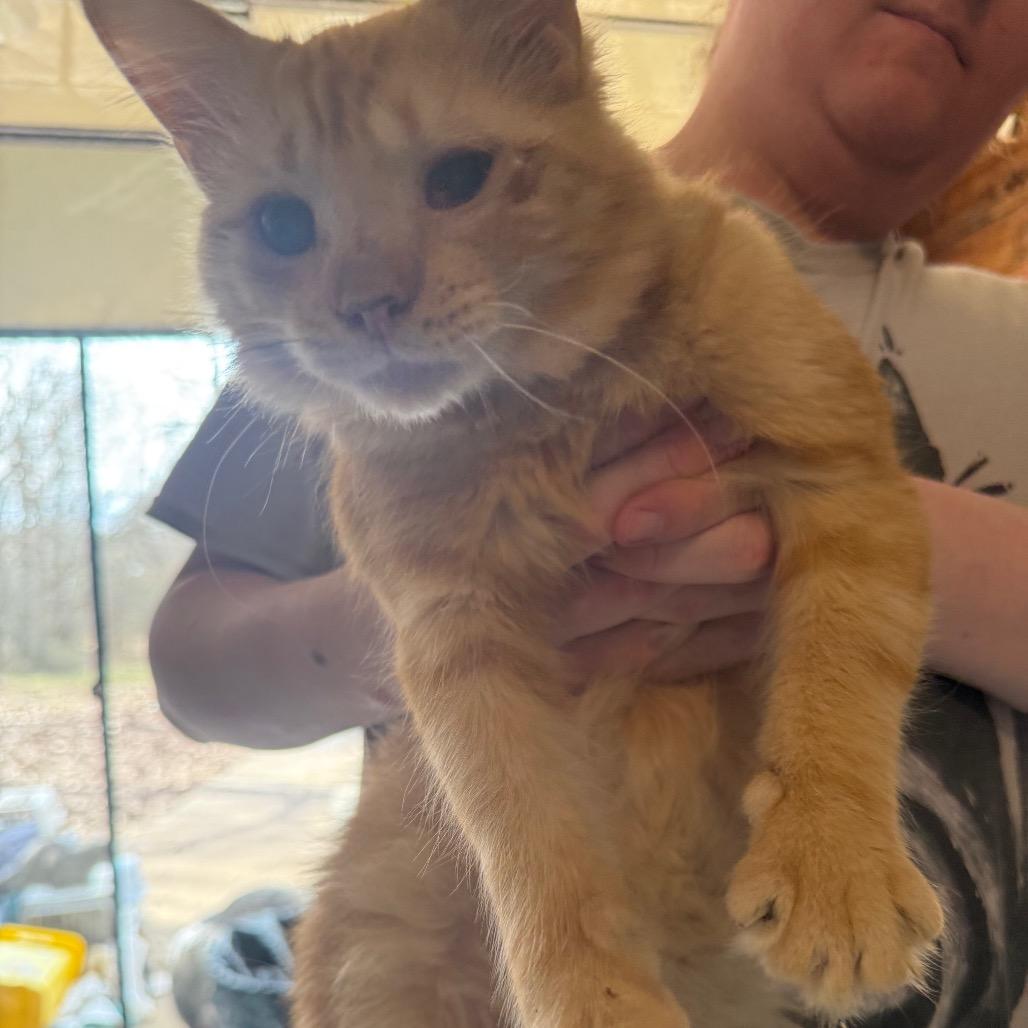 Floyd, Adoptable, Young Male Domestic Long Hair.