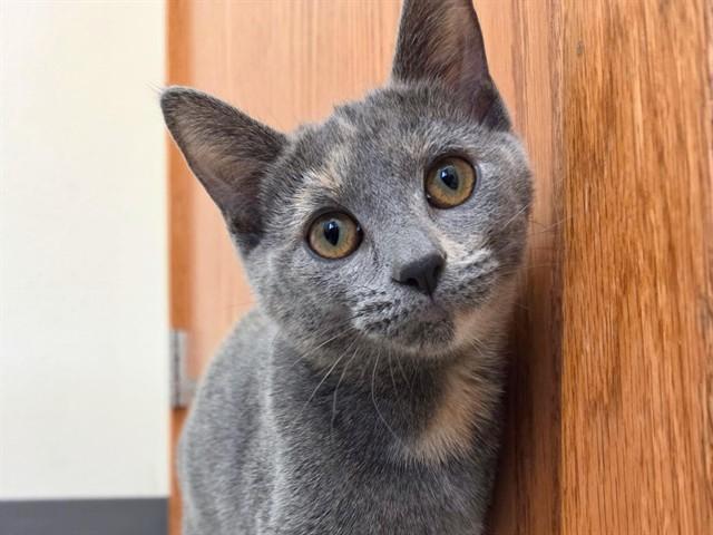 MAIZE, Adoptable, Young Female Domestic Short Hair.