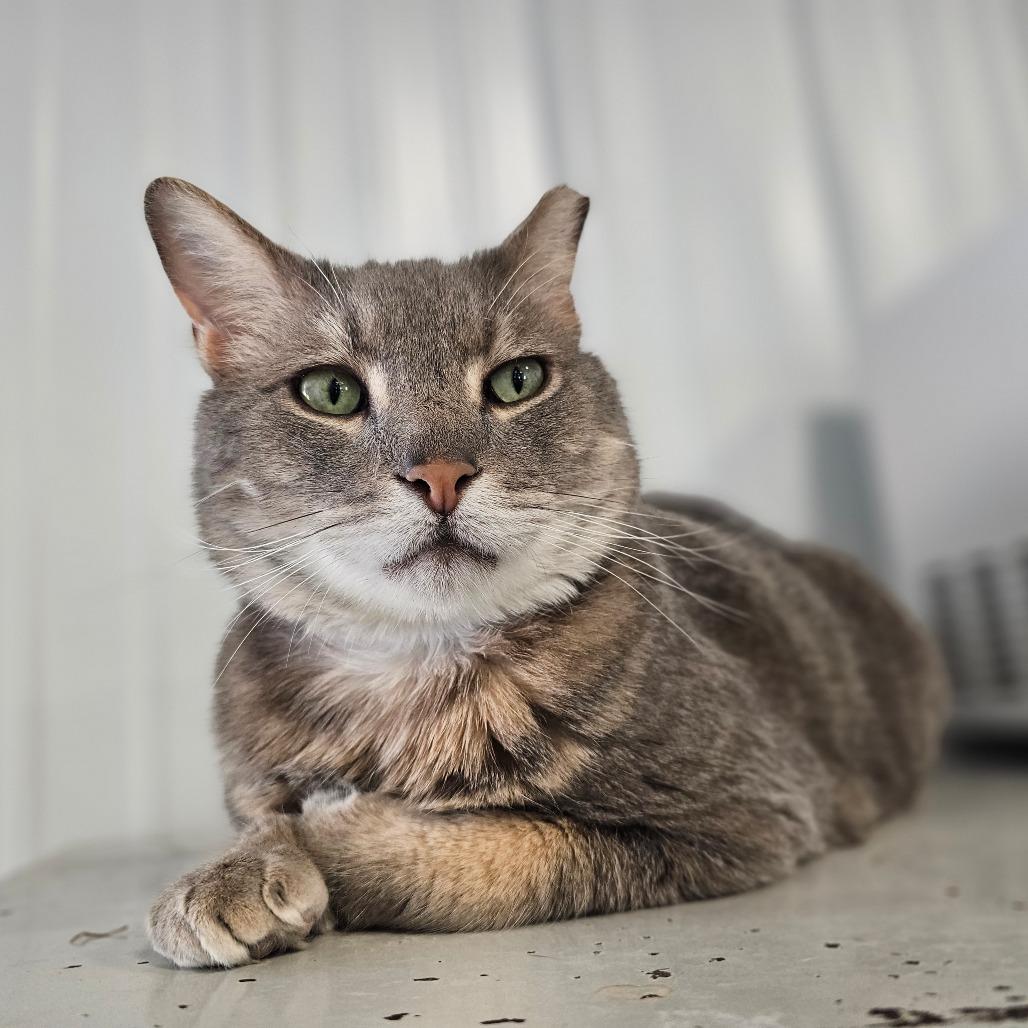 Morgan, Adoptable, Adult Male Domestic Short Hair.