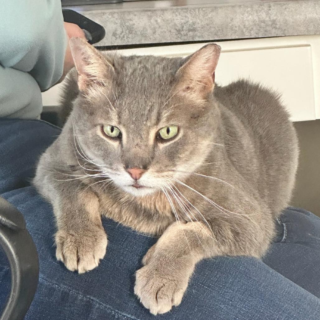 Morgan, a Adoptable Domestic Short Hair in Corydon, IN image 3/3