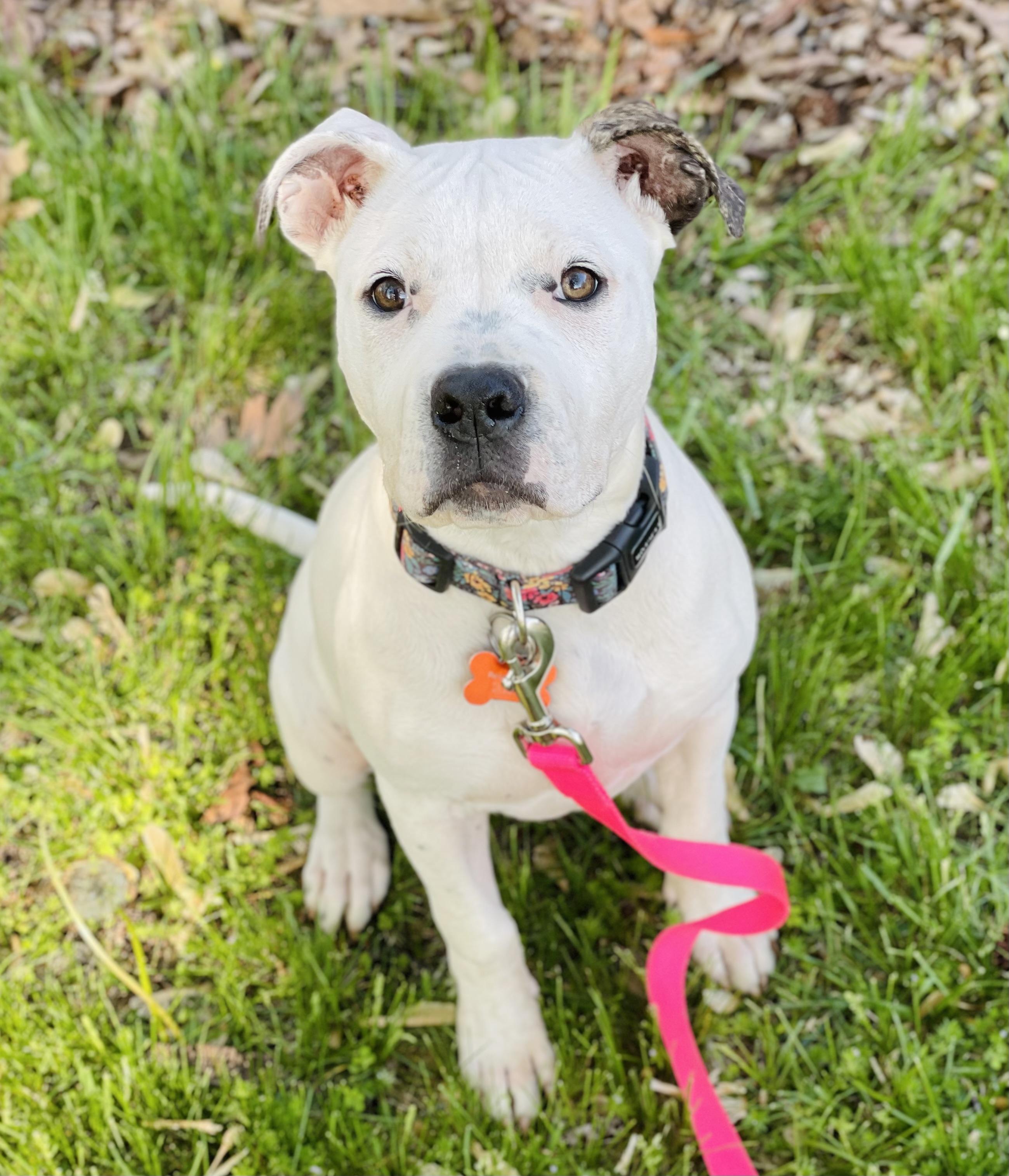 Moonbeam, Baby Female American Bulldog