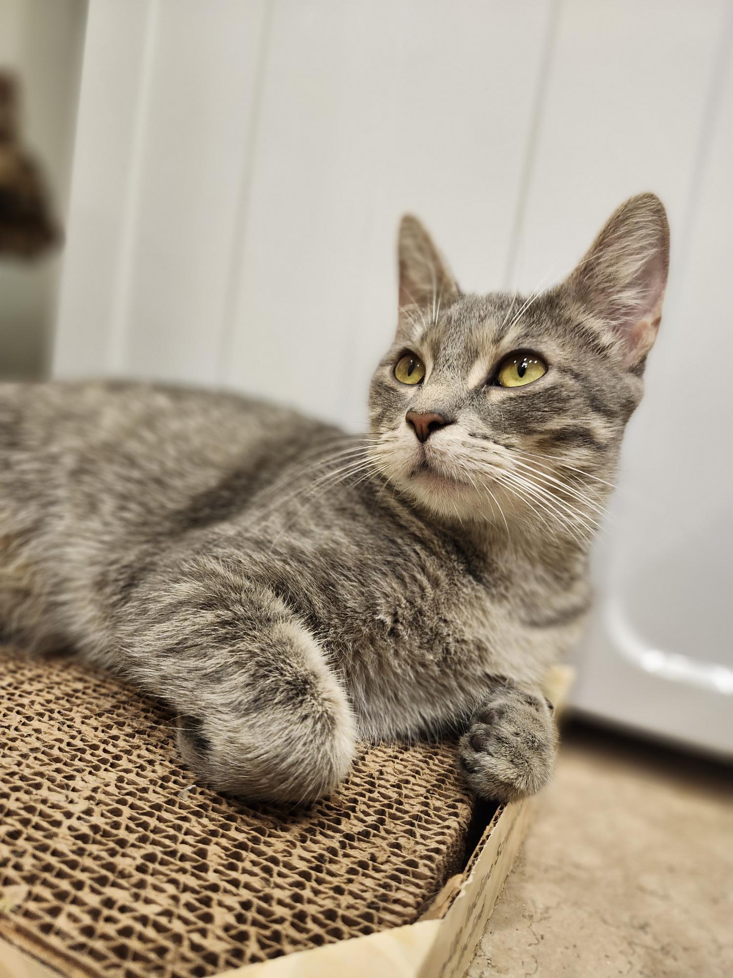Josephine, Adoptable, Young Female Domestic Short Hair.