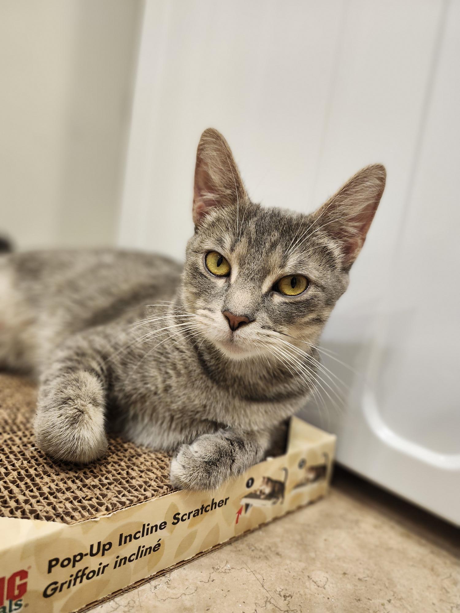 Josephine, a Adoptable mixed breed in Athens, OH image 2/3