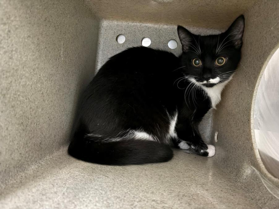 PANDA, Adoptable, Young Female Domestic Short Hair.