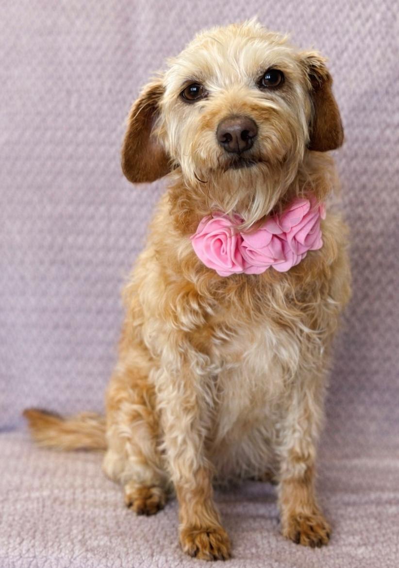 Enlarge Reba, an adopted Poodle in Lodi, CA image 5/5