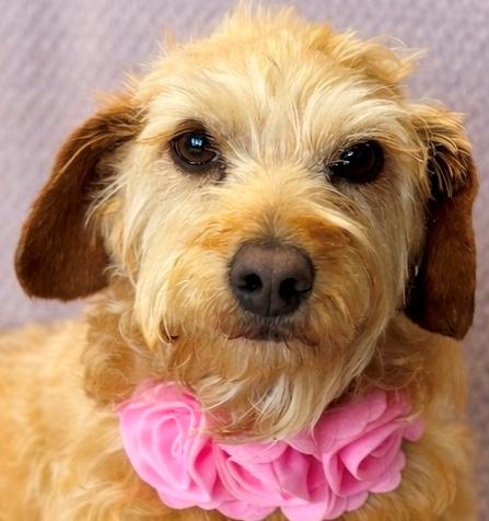 Enlarge Reba, an adopted Poodle in Lodi, CA image 2/5