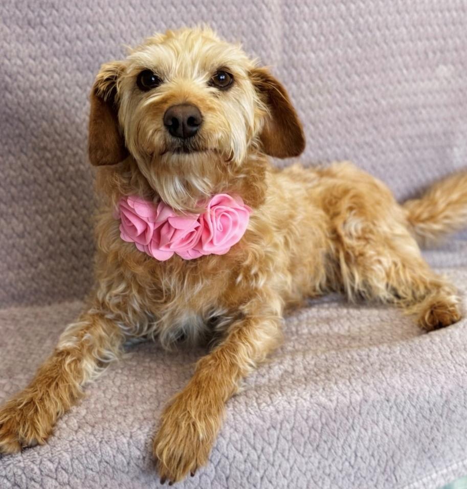 Enlarge Reba, an adopted Poodle in Lodi, CA image 3/5