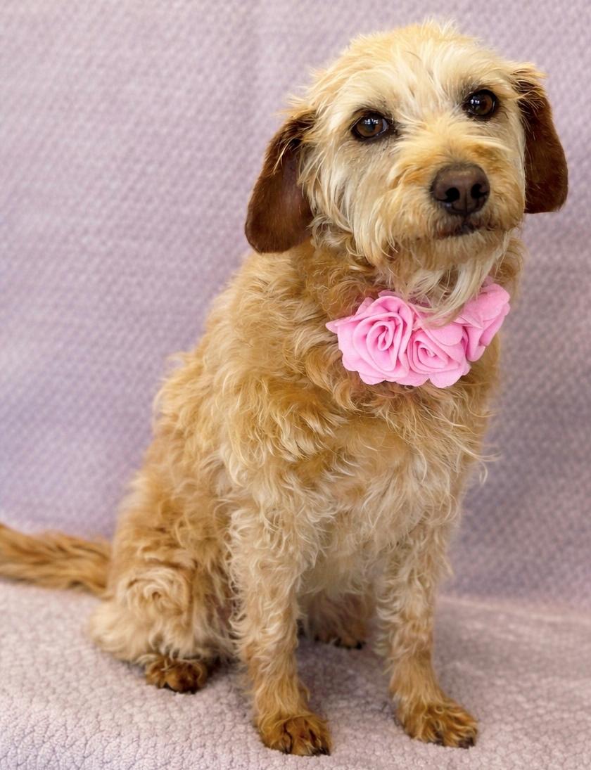 Enlarge Reba, an adopted Poodle in Lodi, CA image 4/5