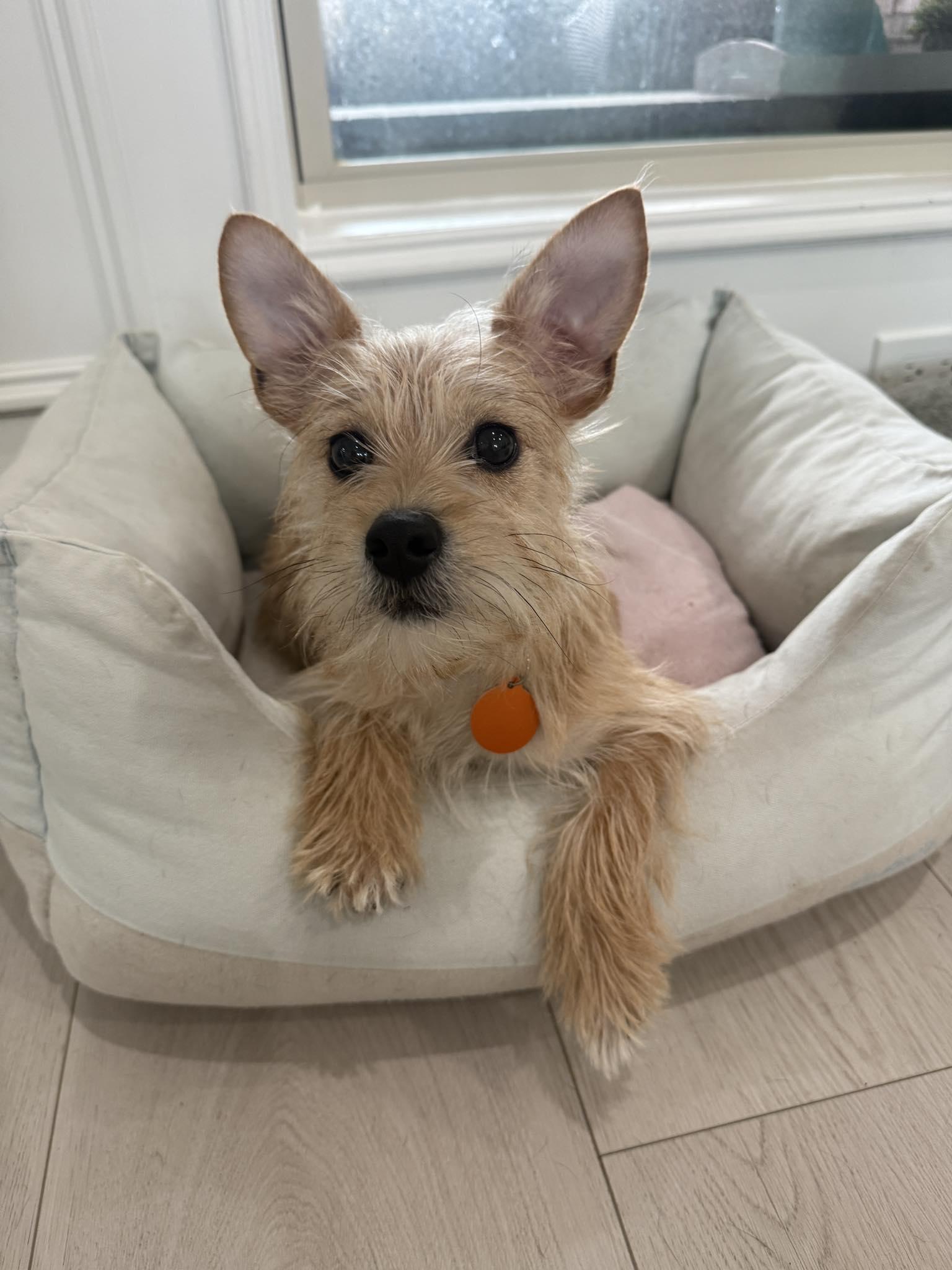 Enlarge LOTTEE, a Adopted Terrier in Katy, TX image 1/3