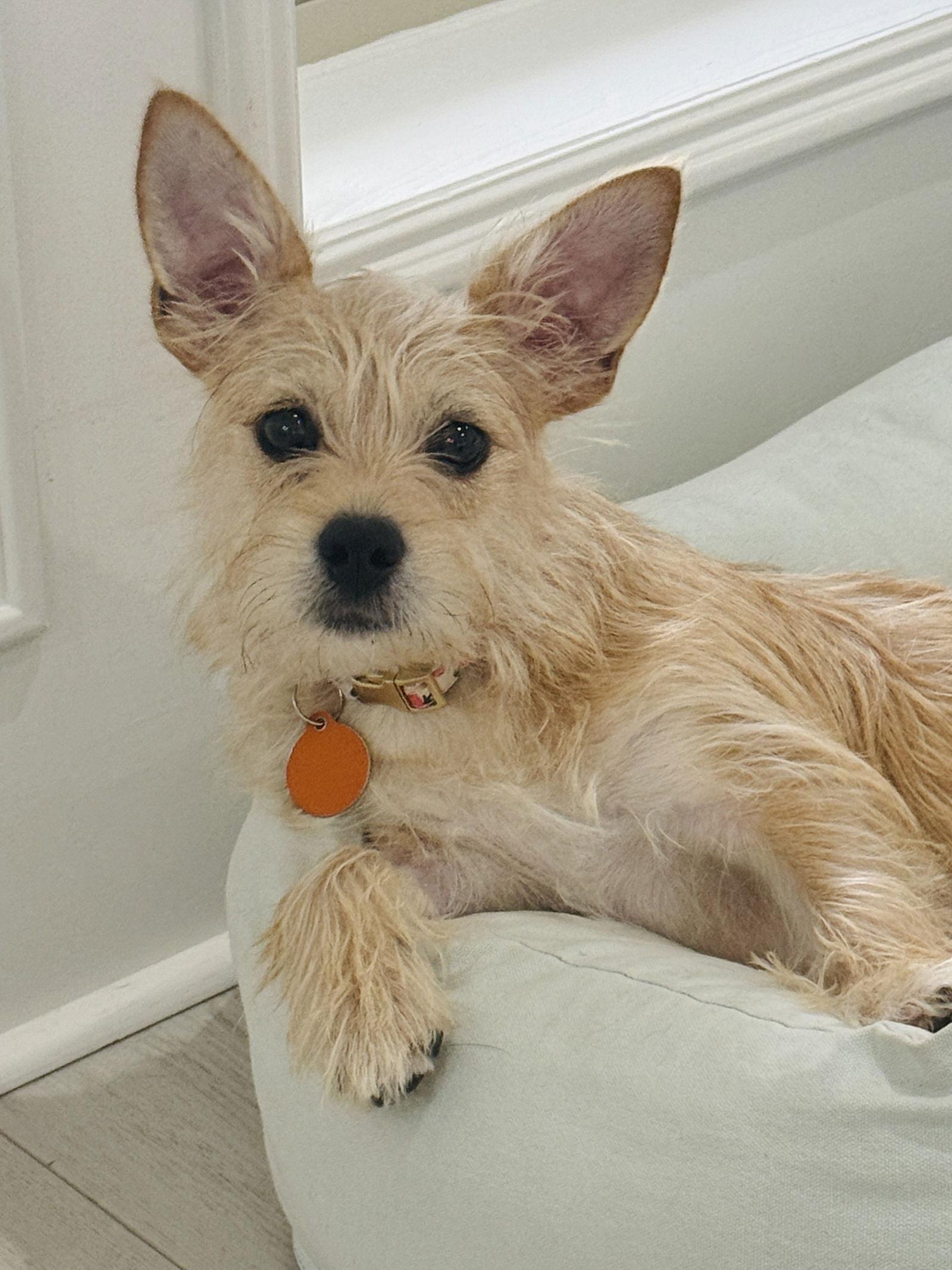 LOTTEE, Adopted, Young Female Terrier.