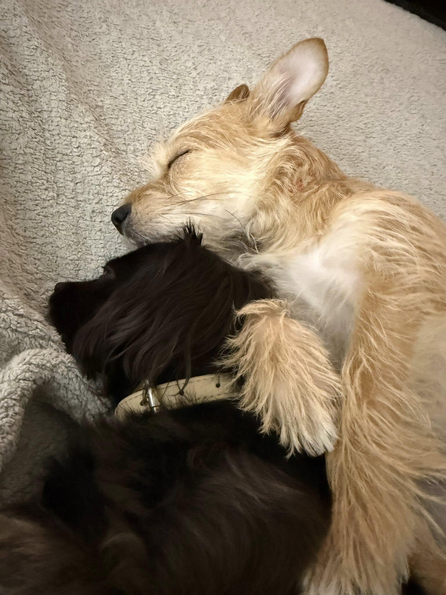 Enlarge LOTTEE, a Adopted Terrier in Katy, TX image 3/3