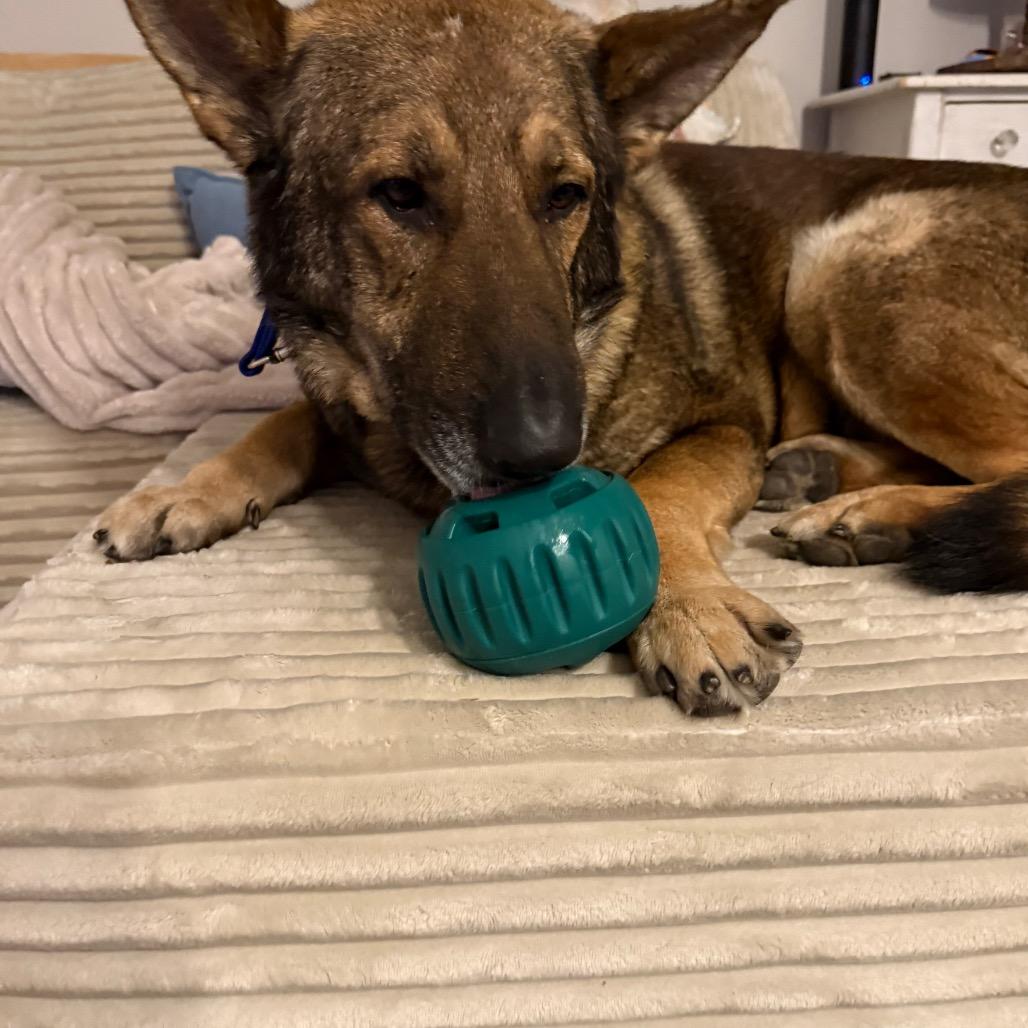 Wang Kai, Adoptable, Adult Male German Shepherd Dog.