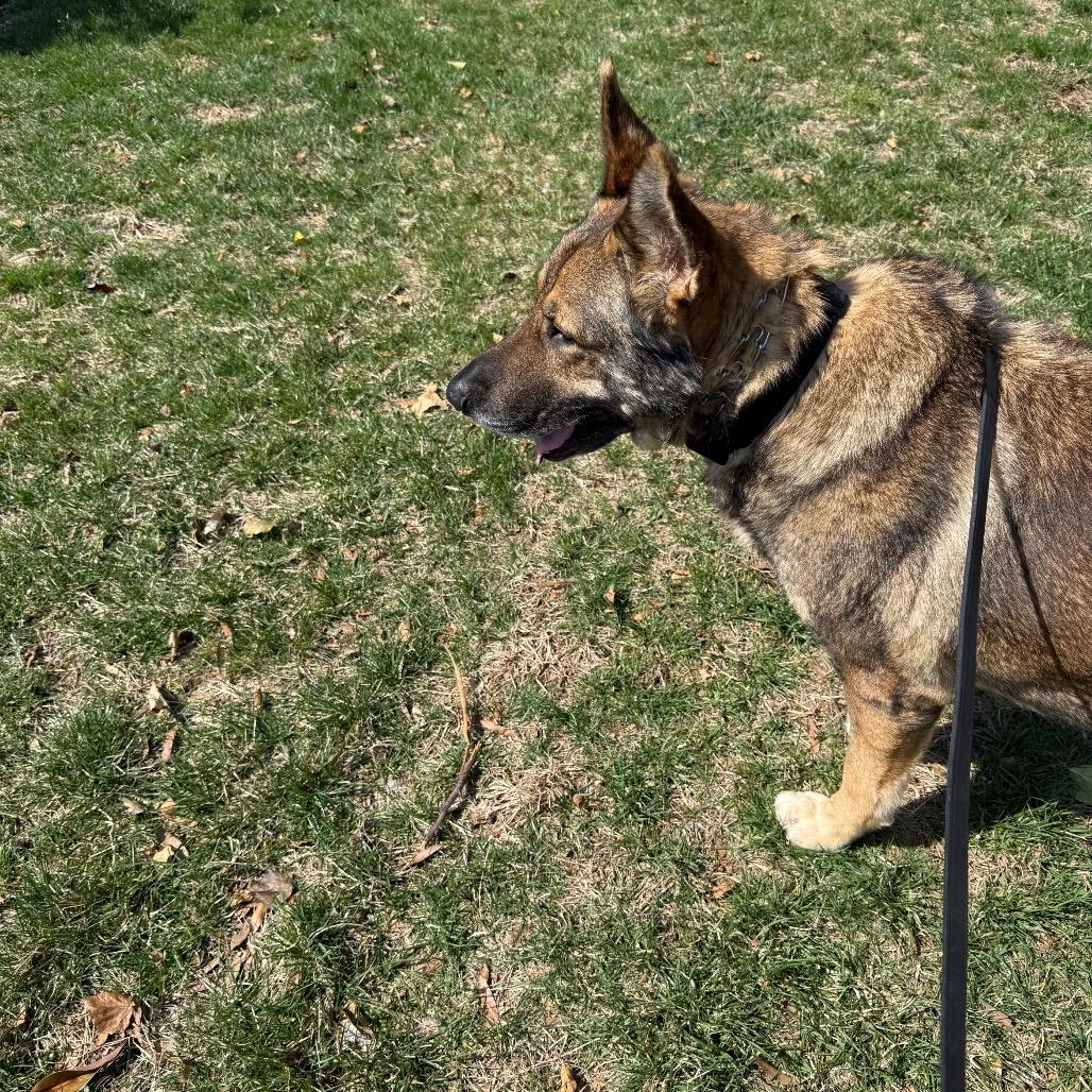 Wang Kai, a Adoptable German Shepherd Dog in Potomac, MD image 2/5