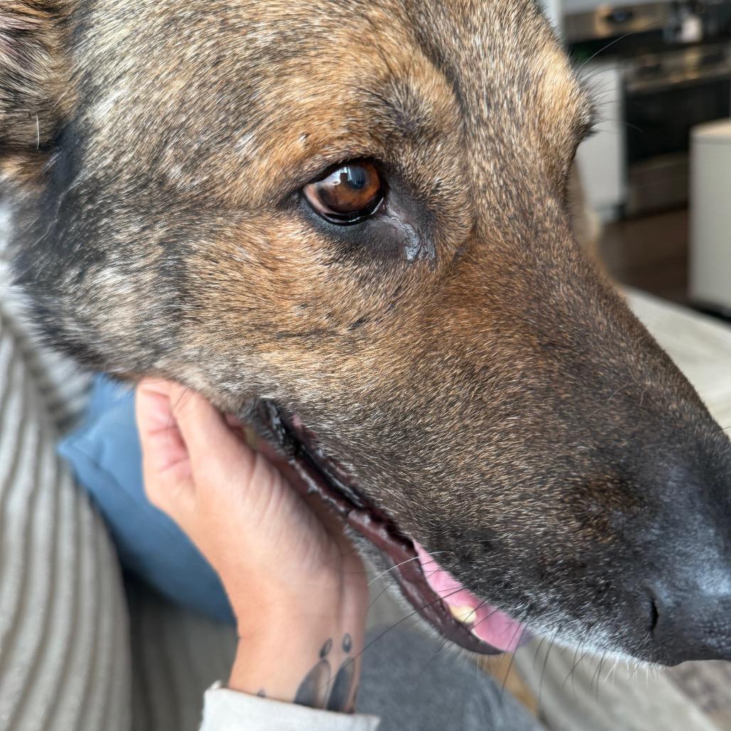 Wang Kai, a Adoptable German Shepherd Dog in Potomac, MD image 3/5