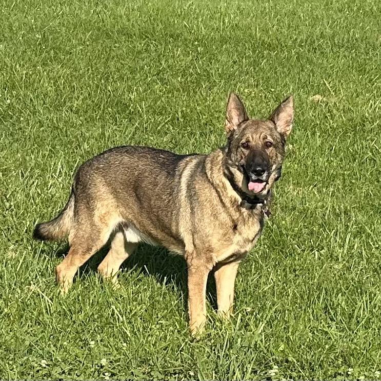 Wang Kai, a Adoptable German Shepherd Dog in Potomac, MD image 2/6