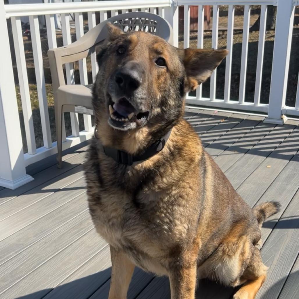 Wang Kai, a Adoptable German Shepherd Dog in Potomac, MD image 4/5