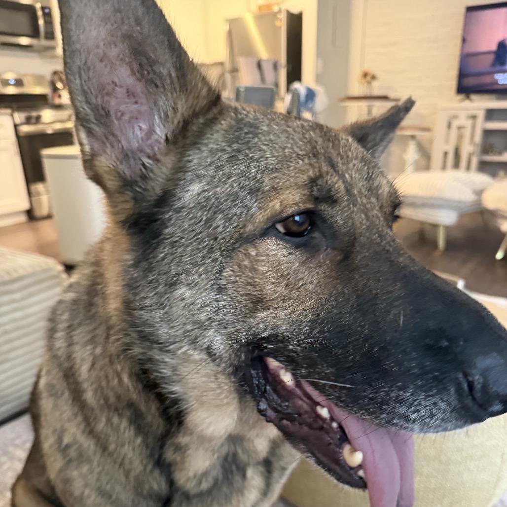 Wang Kai, a Adoptable German Shepherd Dog in Potomac, MD image 4/6