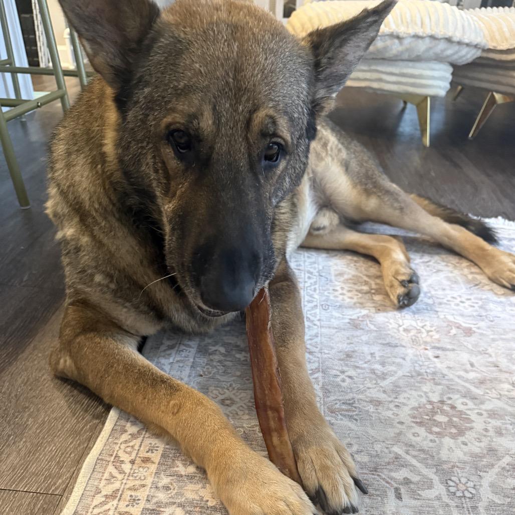 Wang Kai, a Adoptable German Shepherd Dog in Potomac, MD image 5/6
