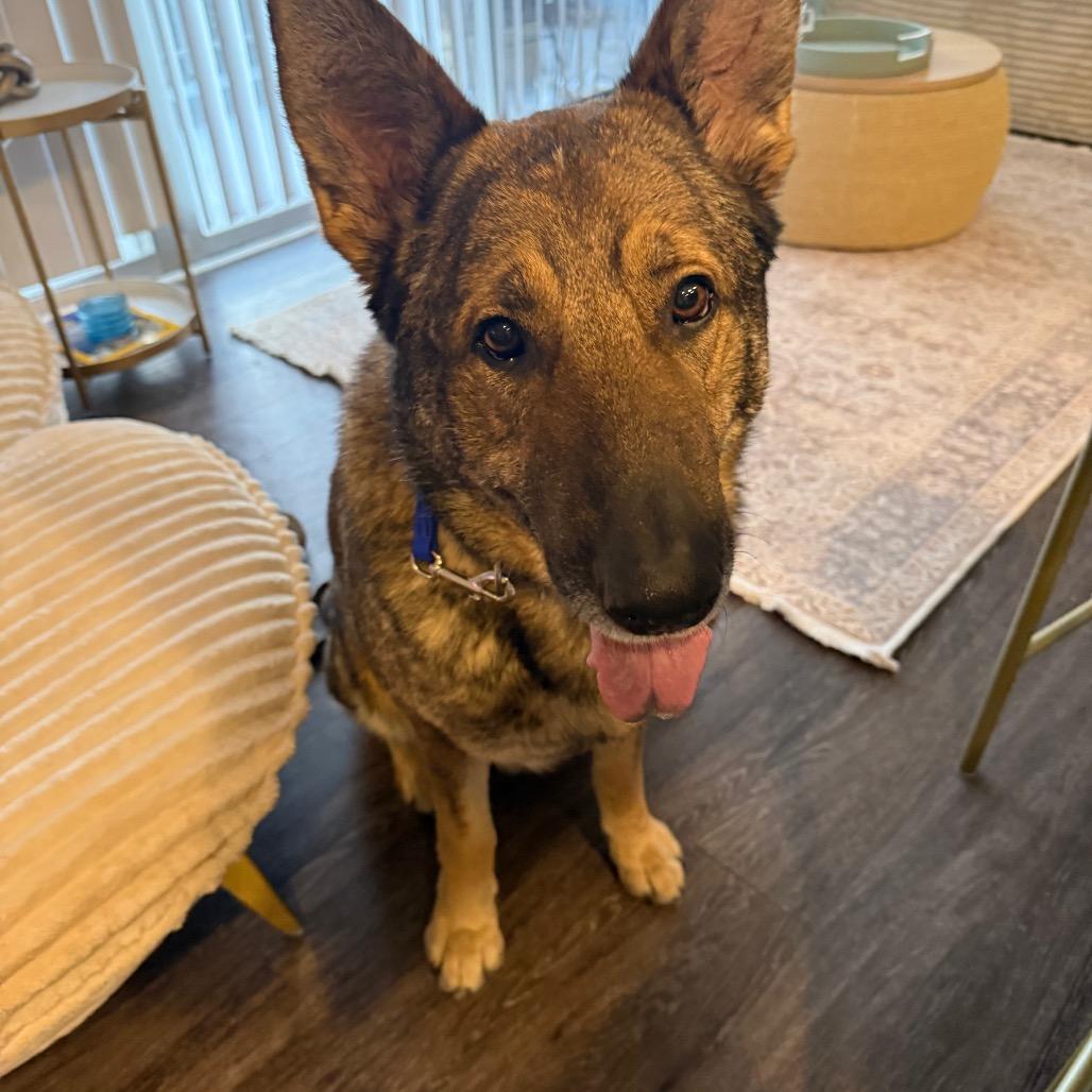 Wang Kai, a Adoptable German Shepherd Dog in Potomac, MD image 5/5