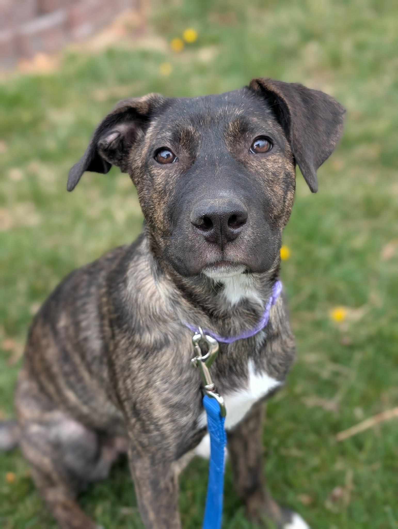 Enlarge Raisin, a Adoptable mixed breed in Kelso , WA image 2/2