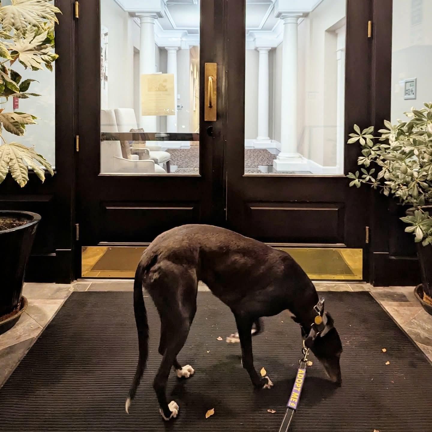 Enlarge Ice Cream, a Adoptable Greyhound in Seattle, WA image 4/6