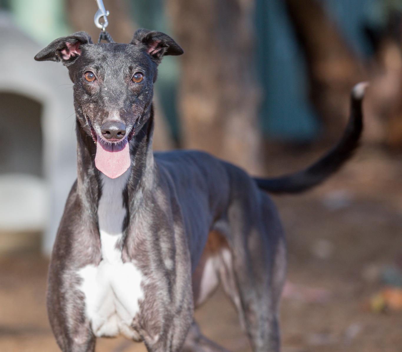 Ice Cream, Adoptable, Adult Female Greyhound.