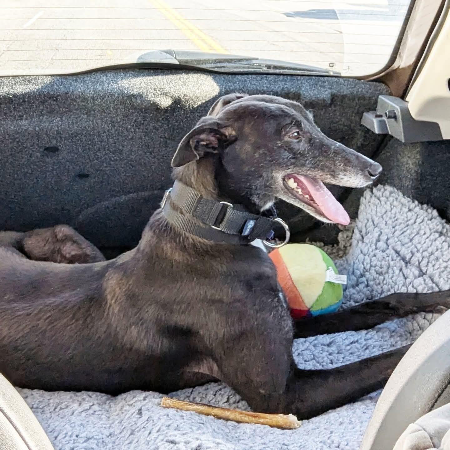 Enlarge Ice Cream, a Adoptable Greyhound in Seattle, WA image 2/6