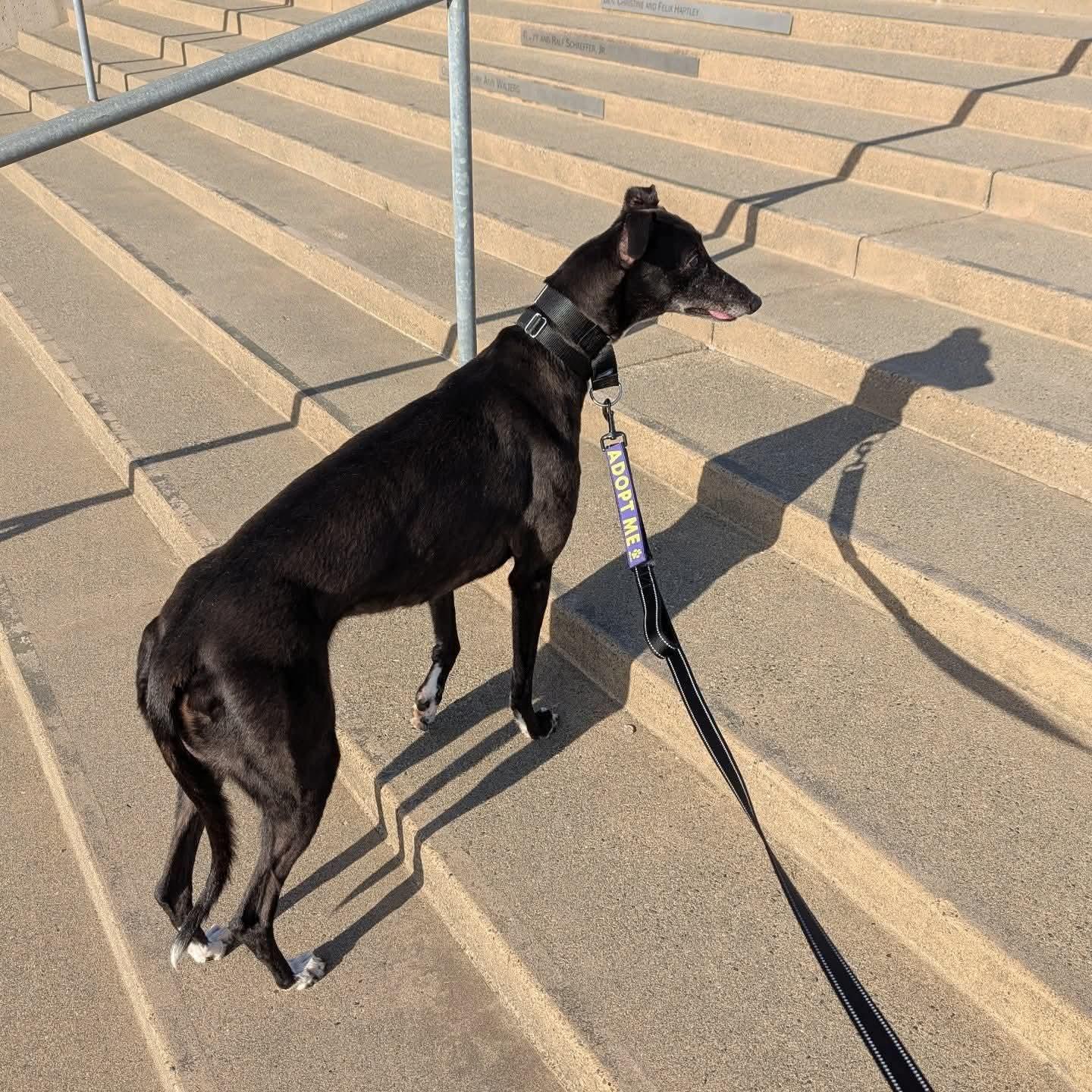 Enlarge Ice Cream, a Adoptable Greyhound in Seattle, WA image 5/6