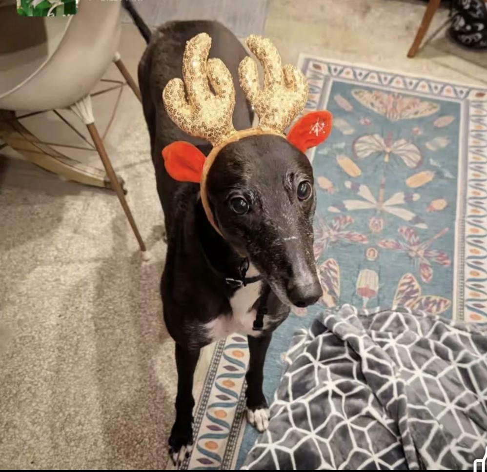 Enlarge Ice Cream, a Adoptable Greyhound in Seattle, WA image 3/6