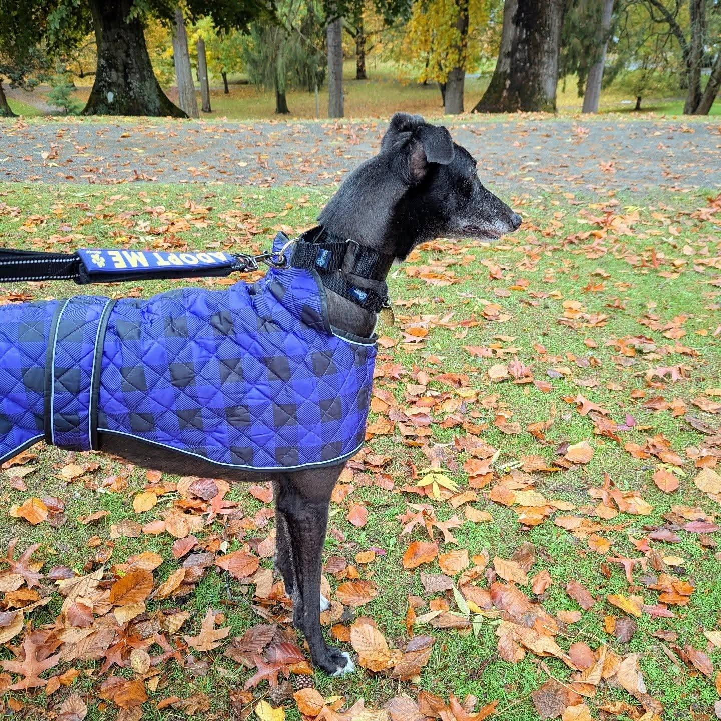 Enlarge Ice Cream, a Adoptable Greyhound in Seattle, WA image 6/6