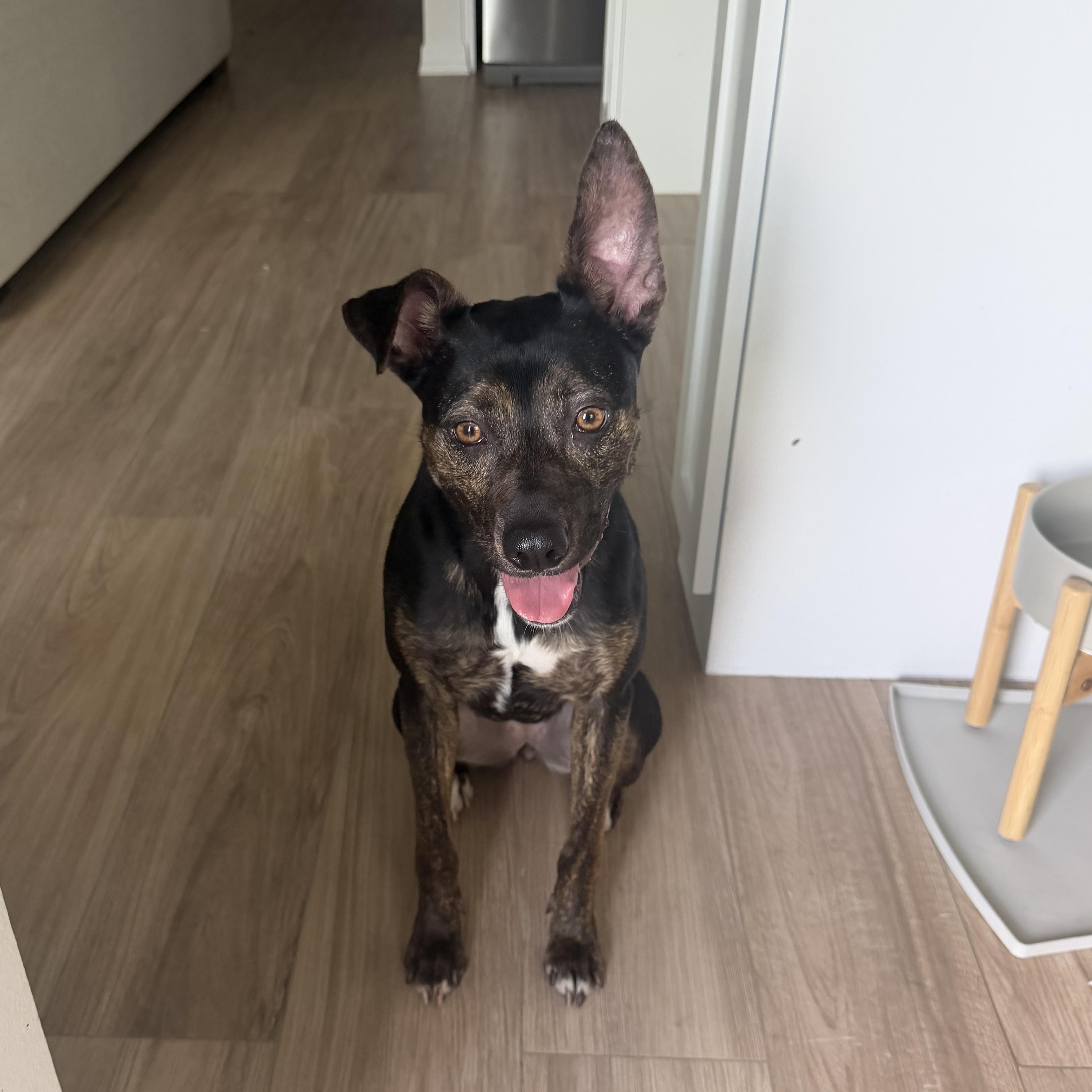 Enlarge Linda, a Adoptable mixed breed in Tacoma, WA image 2/6