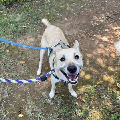 Enlarge Bunny, a Adoptable mixed breed in Phoenixville, PA image 5/6