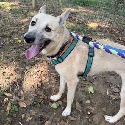 Enlarge Bunny, a Adoptable mixed breed in Phoenixville, PA image 6/6