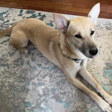 Bunny, Adoptable, Adult Female Shiba Inu.