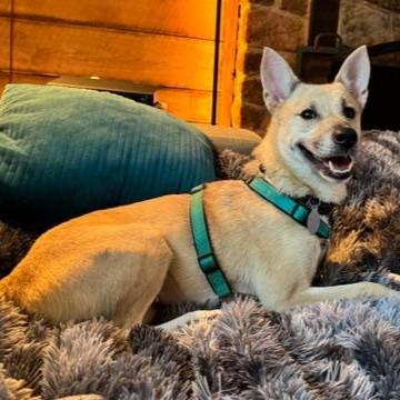 Enlarge Bunny, a Adoptable mixed breed in Phoenixville, PA image 1/6