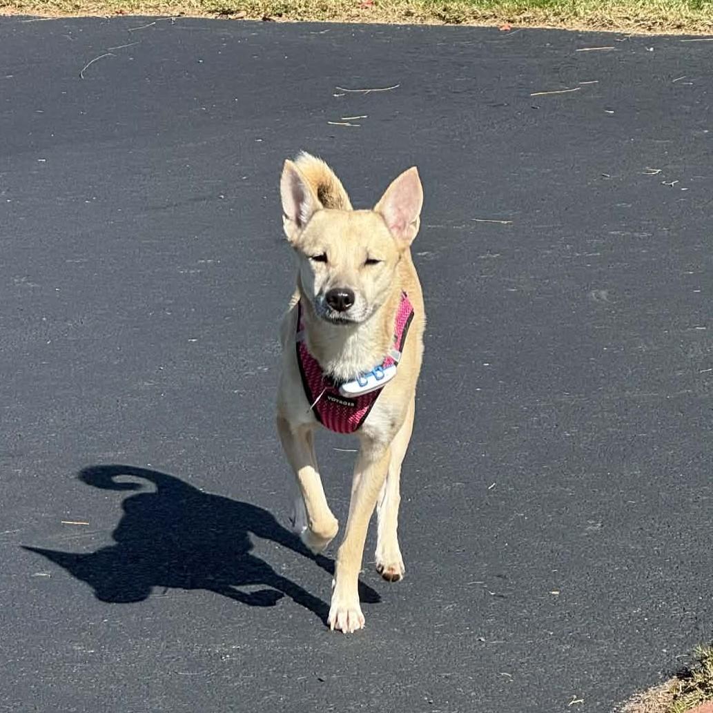 Enlarge Bunny, a Adoptable mixed breed in Phoenixville, PA image 2/6