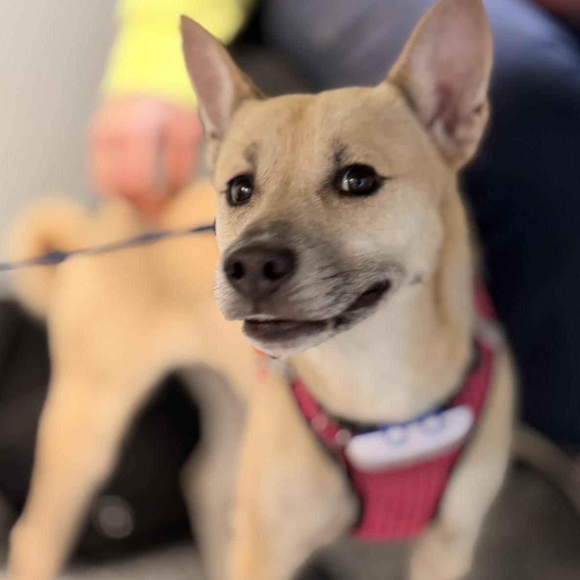 Bunny, Adoptable, Adult Female Shiba Inu.