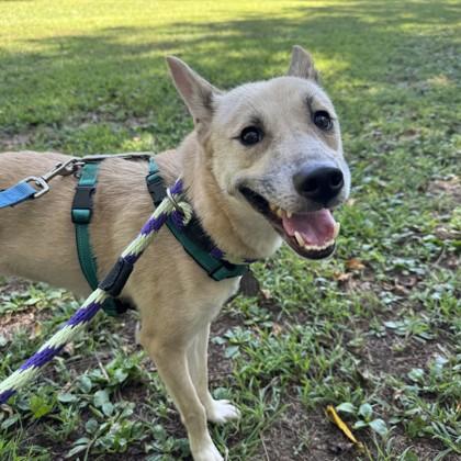 Bunny, Adoptable, Adult Female Shiba Inu.