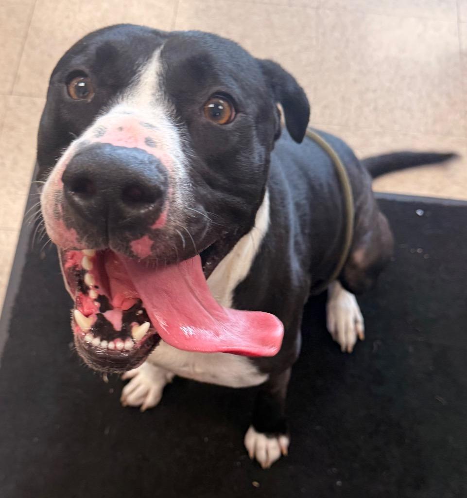 Bobby, Adoptable, Young Male Terrier.
