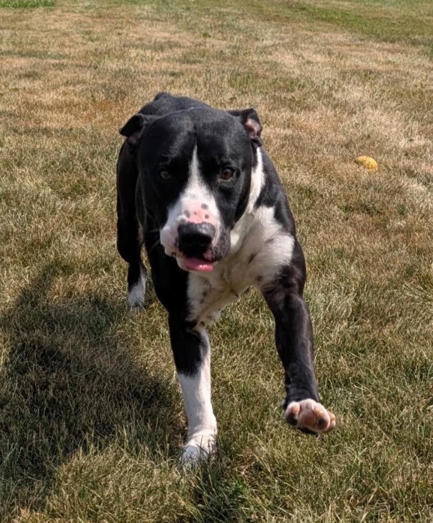 Enlarge Bobby, a Adoptable mixed breed in Defiance, OH image 2/6