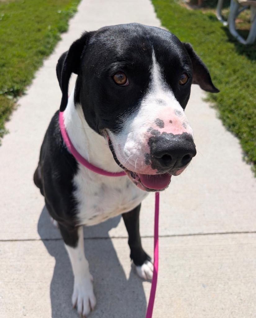 Enlarge Bobby, a Adoptable mixed breed in Defiance, OH image 3/6