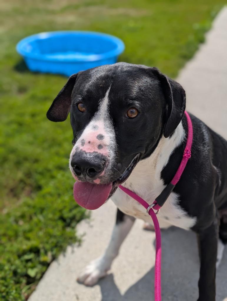 Enlarge Bobby, a Adoptable mixed breed in Defiance, OH image 4/6